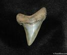 Angustiden Shark Tooth Fossil #193-1